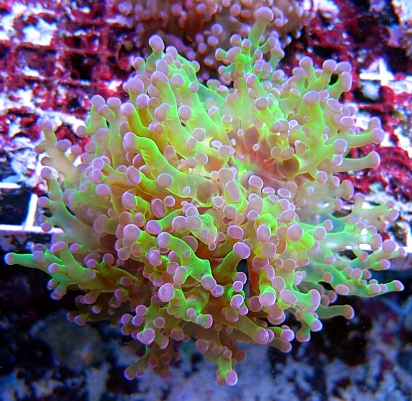 Meeresaquaristik News: Feiertagsspecial: Euphyllia paradivisa green, lila tips