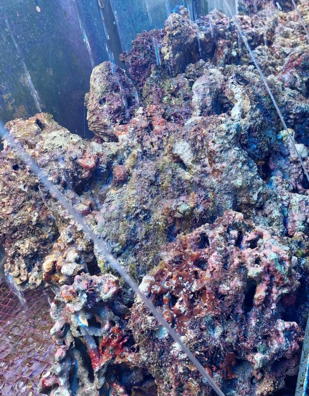 Steine statt Eier - Osteraktion: lebendes Riffgestein im Topangebot