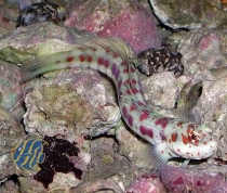 Blenniella chrysospilos - Rotpunkt-Schleimfisch