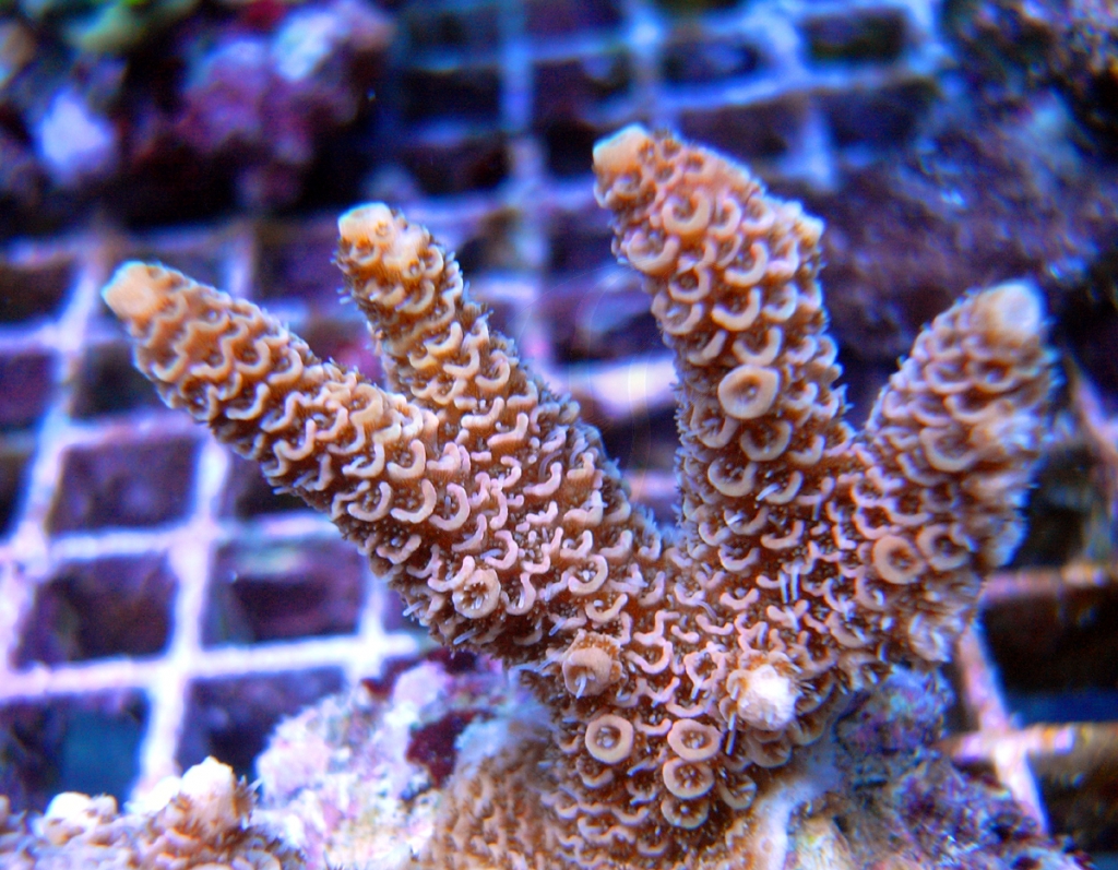 Acropora selago