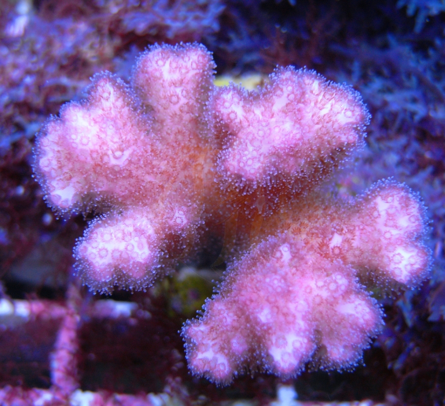 Pocillopora spp. NZ pinkish ( Originalphoto) Mrutzek Meeresaquaristik