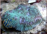 Lithophyllon undulatum greenblue  (Originalphotos)