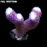 Stylopora sp. 