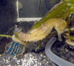 Hippocampus fuscus DNZ E00916/11