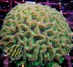 Oulophyllia bennettae (Originalphoto) fragmente