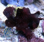 Antennarius maculatus - Anglerfisch (Originalphoto)