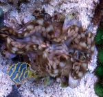 Tridacna squamosa ( NZ) ca. (Originalphoto)