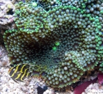 Ricordea florida(carribean)