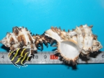Geh�use f�r Einsiedlerkrebse(Murex endivia)