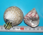 Trochus stellatus natur (1 piece)