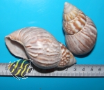 Achatina fulica