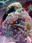 Entacmaea Quadricolor green