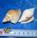 Geh�use f�r Einsiedlerkrebse(Strombus Pugilis) 1 St�ck