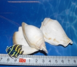 Geh�use f�r Einsiedlerkrebse(Strombus latissimus) 1 St�ck