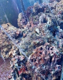 Sulawesi Lebendes Riffgestein