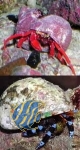Hermit crabs (set)
