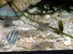 Live shrimp (100 ind.)