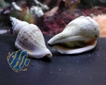 Housing for hermit crabs (Strombus sp.) 1 Piece