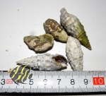 Housing for Hermitrcrabs