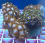 Zoanthus sociatus red/orange spot