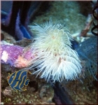 Protula bispiralis - white