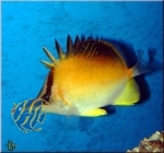 Prognathodes aculeatus Karibischer Pinzettfisch