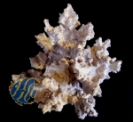 Mrutzek Riffstativ ca. 30 x 30 x 35 cm (LxBxH)