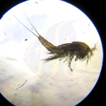 Live Marine Copepoden (900 ml)
