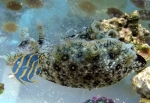Aplysia dactylomela - Fl�gel Seehase