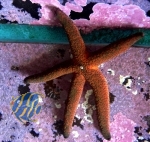 Leiaster sp. rot