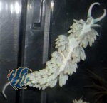 Aeolidiella stephanieae (Berghia verrucicornis) 6er Set