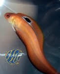 Acanthocepola indica - Bandfisch
