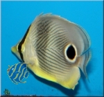 Chaetodon capistratus  Vieraugen-Falterfisch