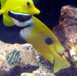 Siganus unimaculatus