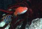 Cirrhilabrus rubriventralis
