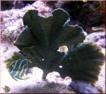 Udotea sp.
