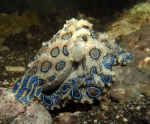 Hapalochlaena lunulata - Blauringkrake