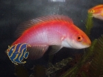 Cirrhilabrus jordani Weibchen