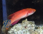 Cirrhilabrus tonozukai