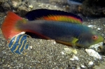 Cirrhilabrus scottorum Weibchen
