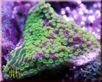 Montipora hoffmeisteri/australiensis green (flat)