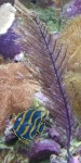 Pseudopterogorgia Spp. - lila