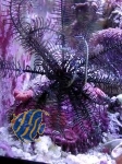 Comanthina sp. Haarstern (grobfiedrig)