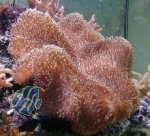 Sarcophyton tenuispiculatum
