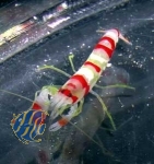 Alpheus randalli - Randall's Pistol Shrimp