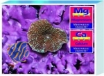 Tropic Marin Magnesium-Calcium-Combitest