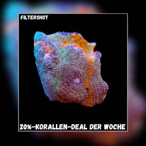 Meeresaquaristik News: 20%-Korallen-Deal der Woche Meeresaquaristik News: 20%-Korallen-Deal der Woche