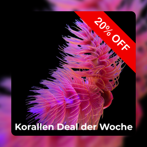 Meeresaquaristik News: 20%-Korallen-Deal der Woche Meeresaquaristik News: 20%-Korallen-Deal der Woche