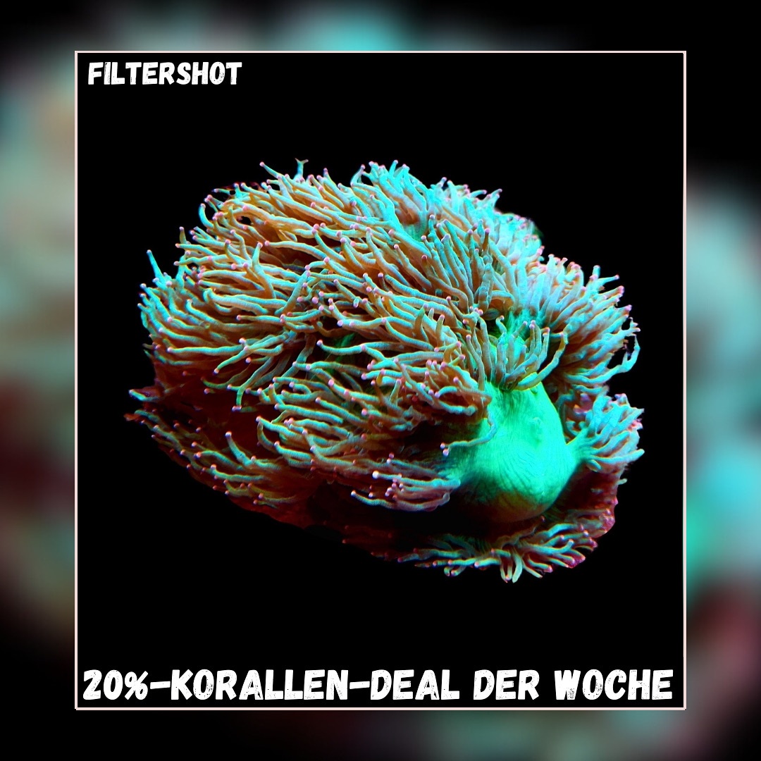 20% Coral deal of the week