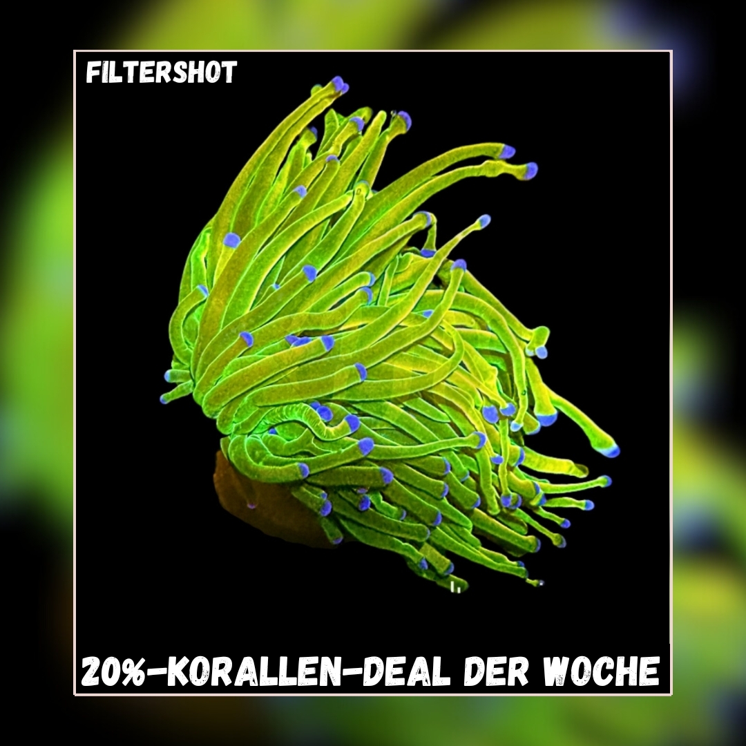 Meeresaquaristik News: 20% Coral deal of the week